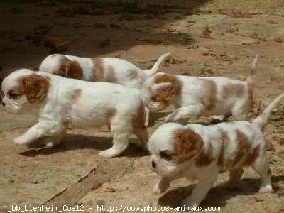 Photo de Cavalier king charles spaniel