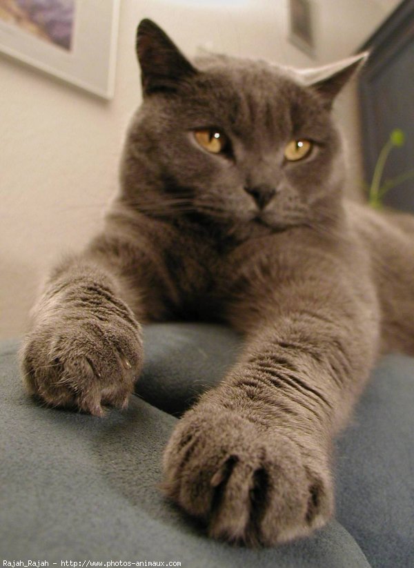 Photo de Chartreux