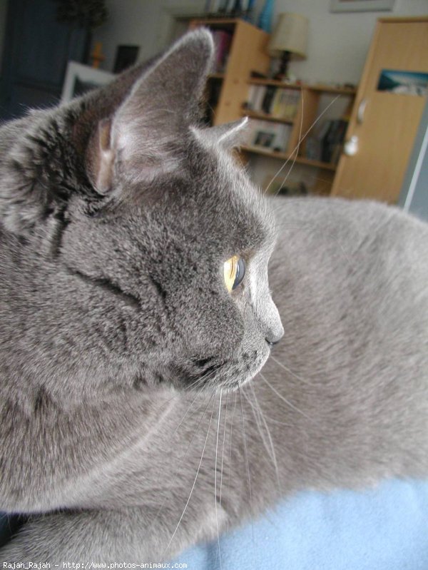 Photo de Chartreux