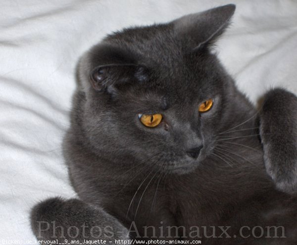 Photo de Chartreux