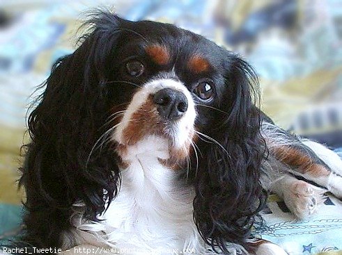 Photo de Cavalier king charles spaniel