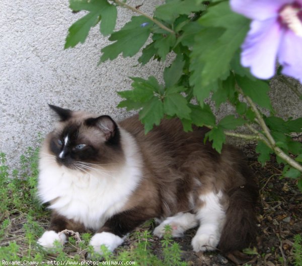 Photo de Ragdoll