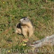 Photo de Marmotte