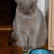 Photo de British shorthair