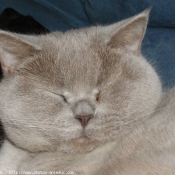 Photo de British shorthair