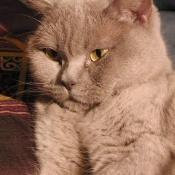 Photo de British shorthair