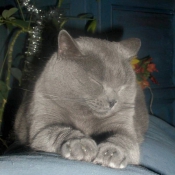 Photo de Chartreux