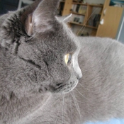 Photo de Chartreux