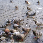 Photo de Pigeon