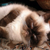 Photo d'Exotic shorthair