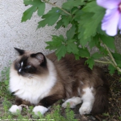 Photo de Ragdoll