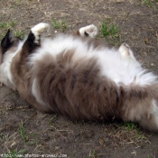 Photo de Ragdoll