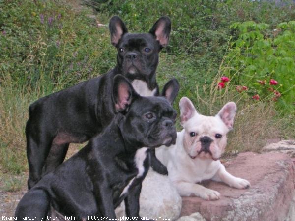 Photo de Bouledogue franais