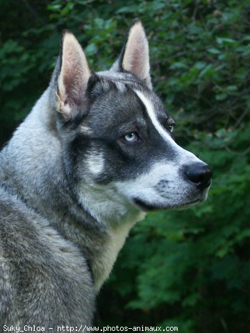 Photo de Husky siberien