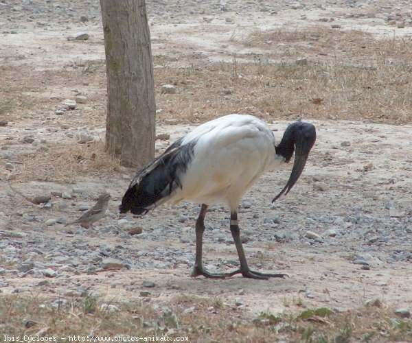 Photo d'Ibis sacr