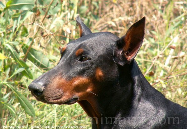 Photo de Dobermann