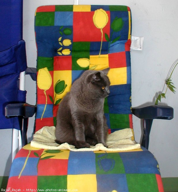 Photo de Chartreux