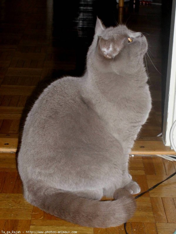 Photo de British shorthair