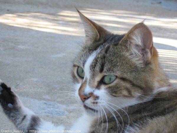 Photo de Chat domestique