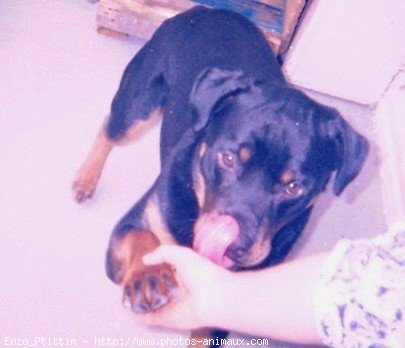 Photo de Rottweiler