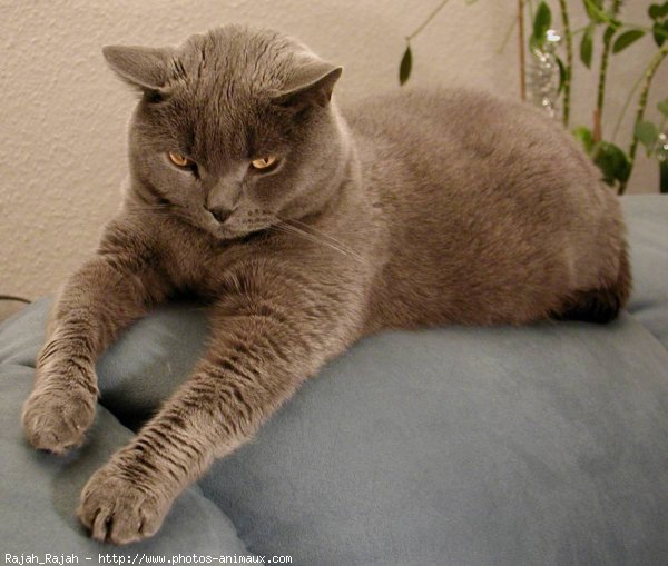 Photo de Chartreux