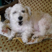 Photo de Coton de tulear