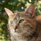 Photo de Chat domestique