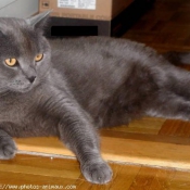 Photo de Chartreux