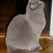 Photo de British shorthair