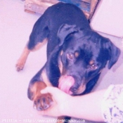 Photo de Rottweiler