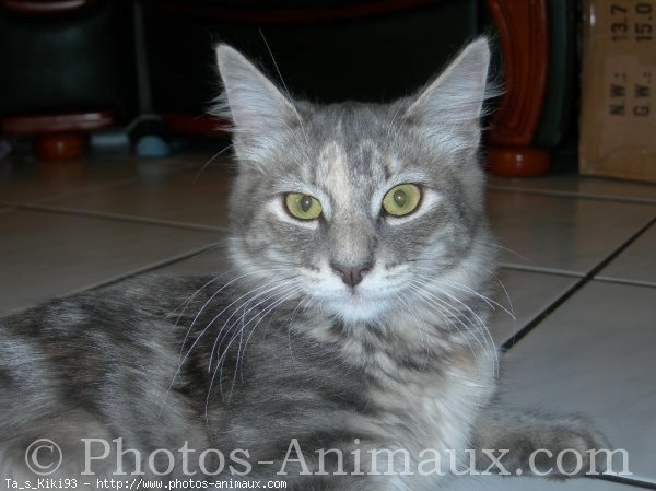 Photo de Maine coon