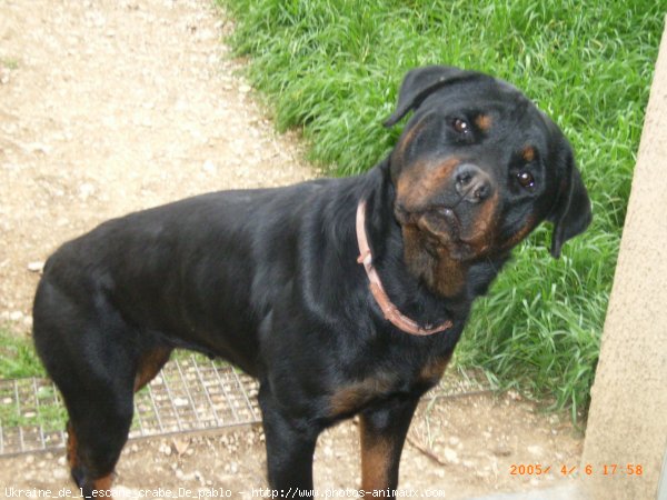 Photo de Rottweiler