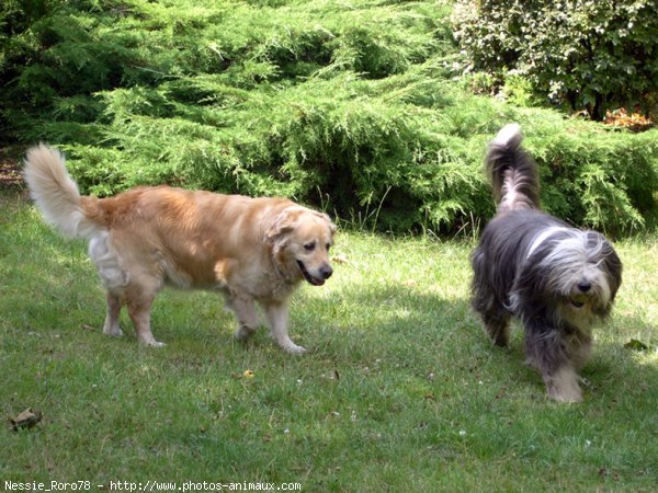 Photo de Golden retriever