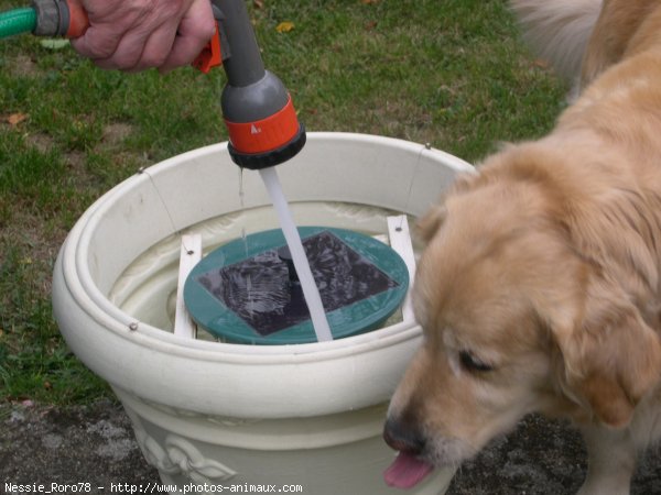 Photo de Golden retriever