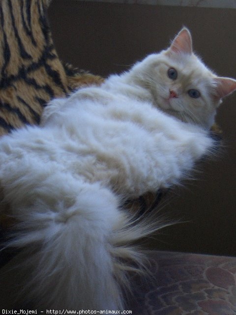 Photo de Ragdoll