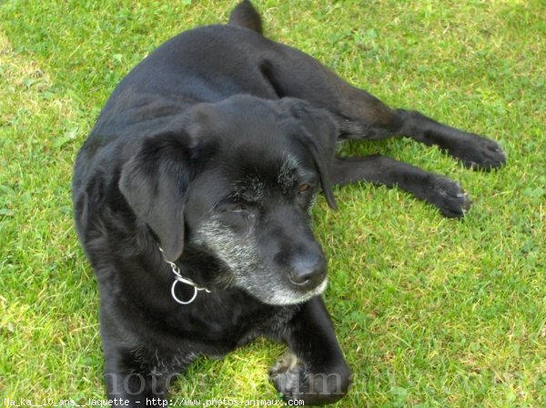 Photo de Labrador retriever