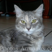 Photo de Maine coon