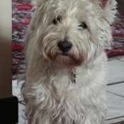 Photo de West highland white terrier