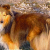 Photo de Chien de berger des shetland