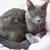 Photo de Chartreux