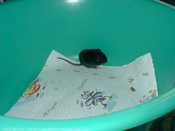 Photo de Rat