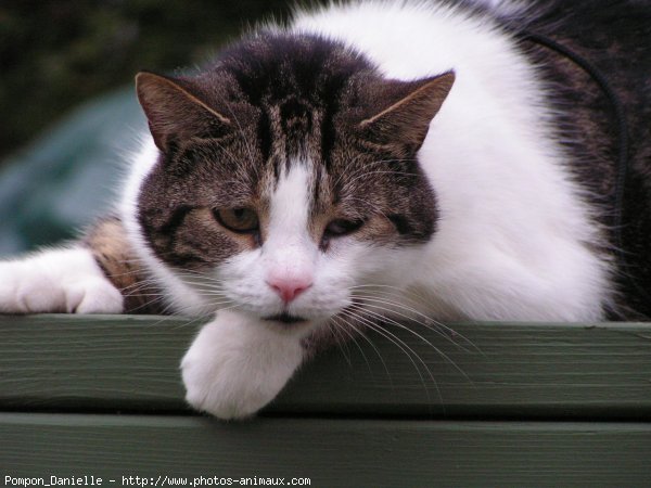 Photo de Chat domestique