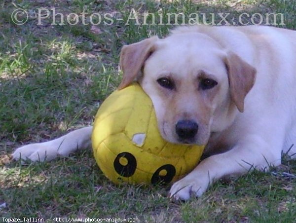 Photo de Labrador retriever