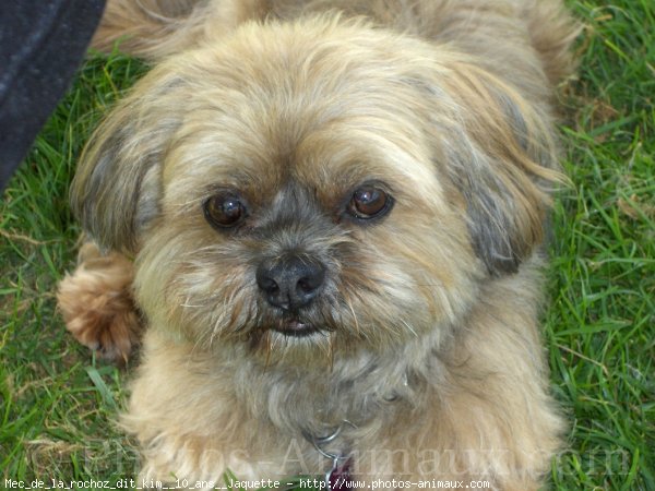 Photo de Lhassa apso