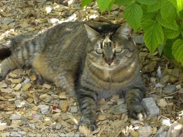 Photo de Chat domestique