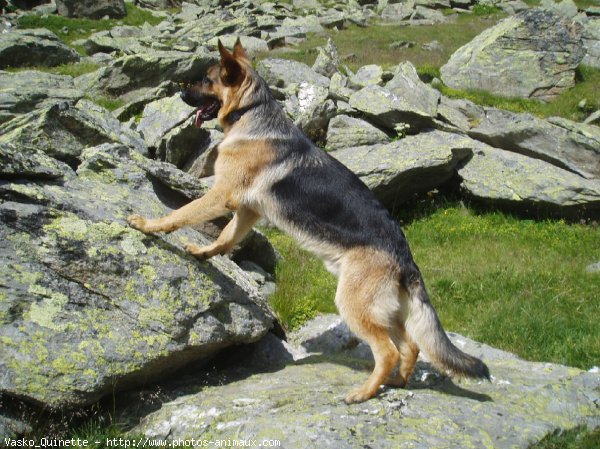 Photo de Berger allemand  poil court