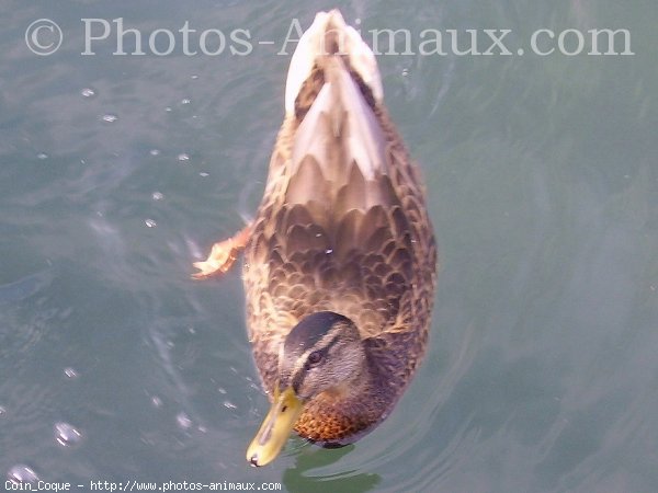 Photo de Canard