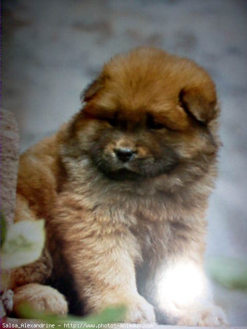 Photo de Chow chow