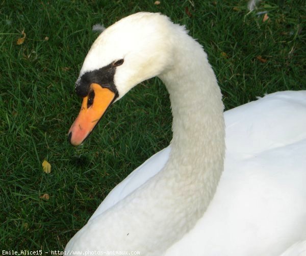 Photo de Cygne