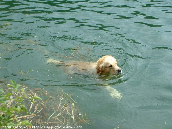 Photo de Golden retriever